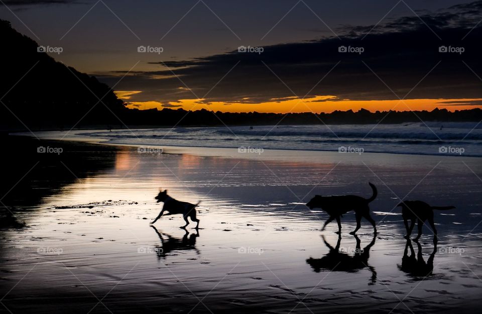 Silhouette of dogs running at beach