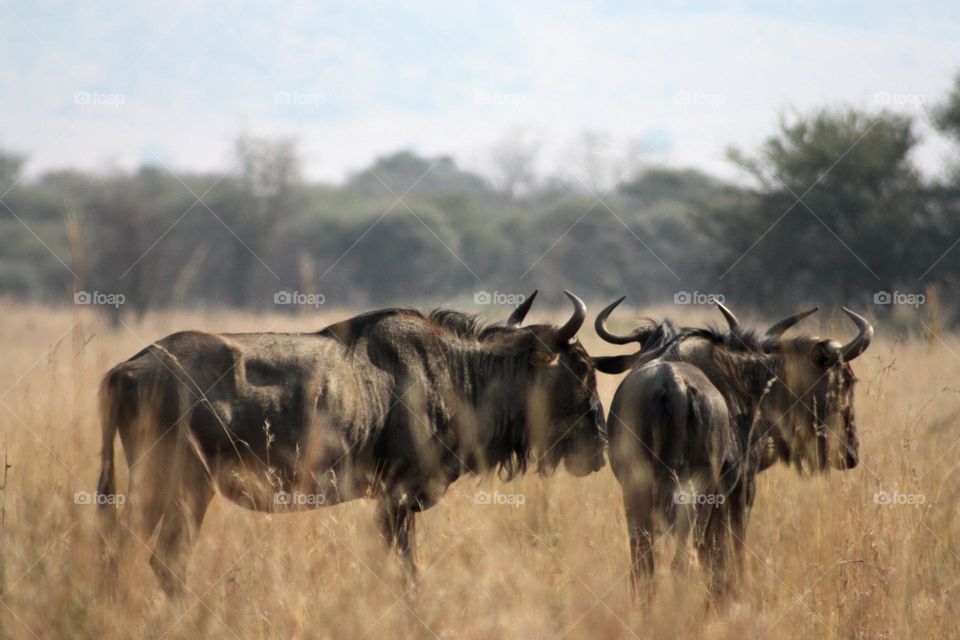 blue wildebeest in the morning sun.