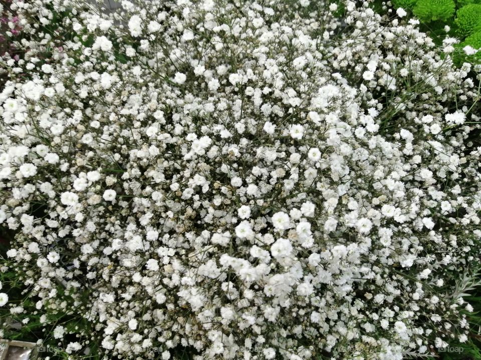 White flowers