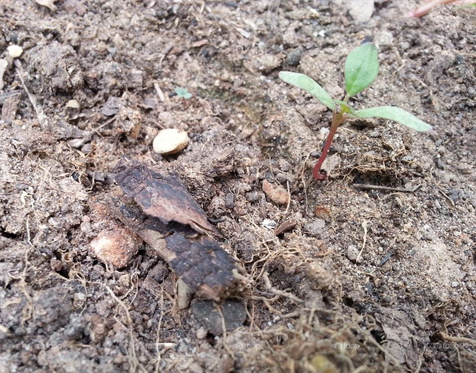 organic soil. in my garden