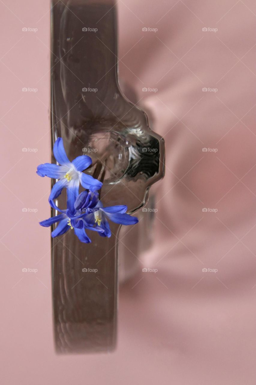 Close up of a small blue flower in vase against pink background 