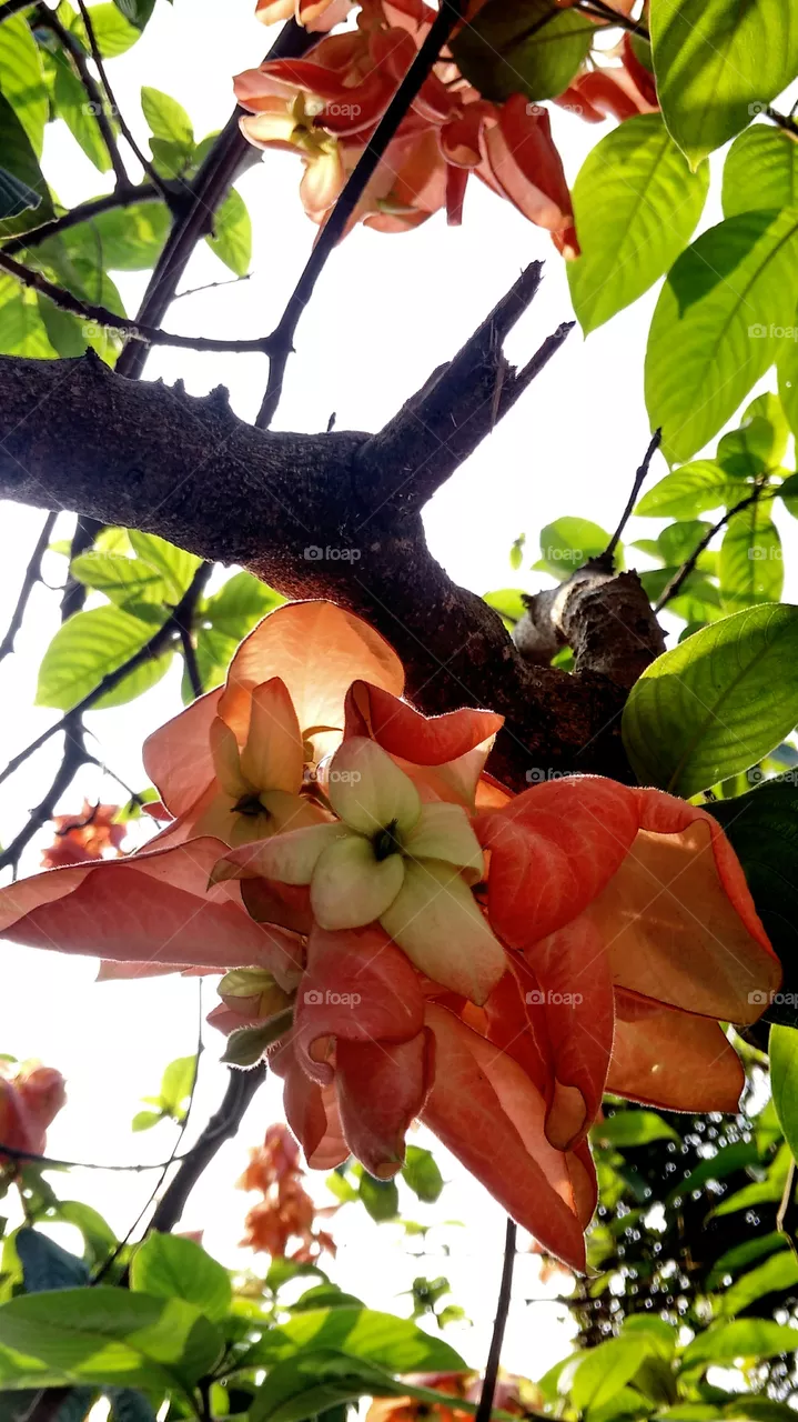 flower