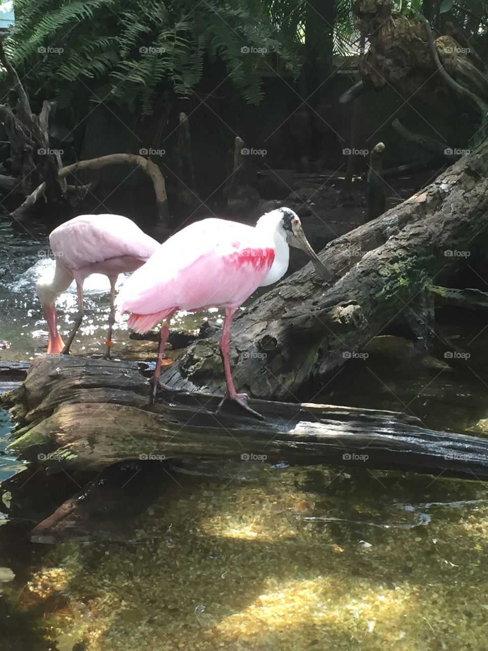 Rare pink birds