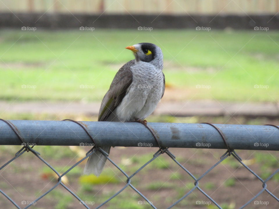A beautiful minor bird happily sitting on an ancient fence