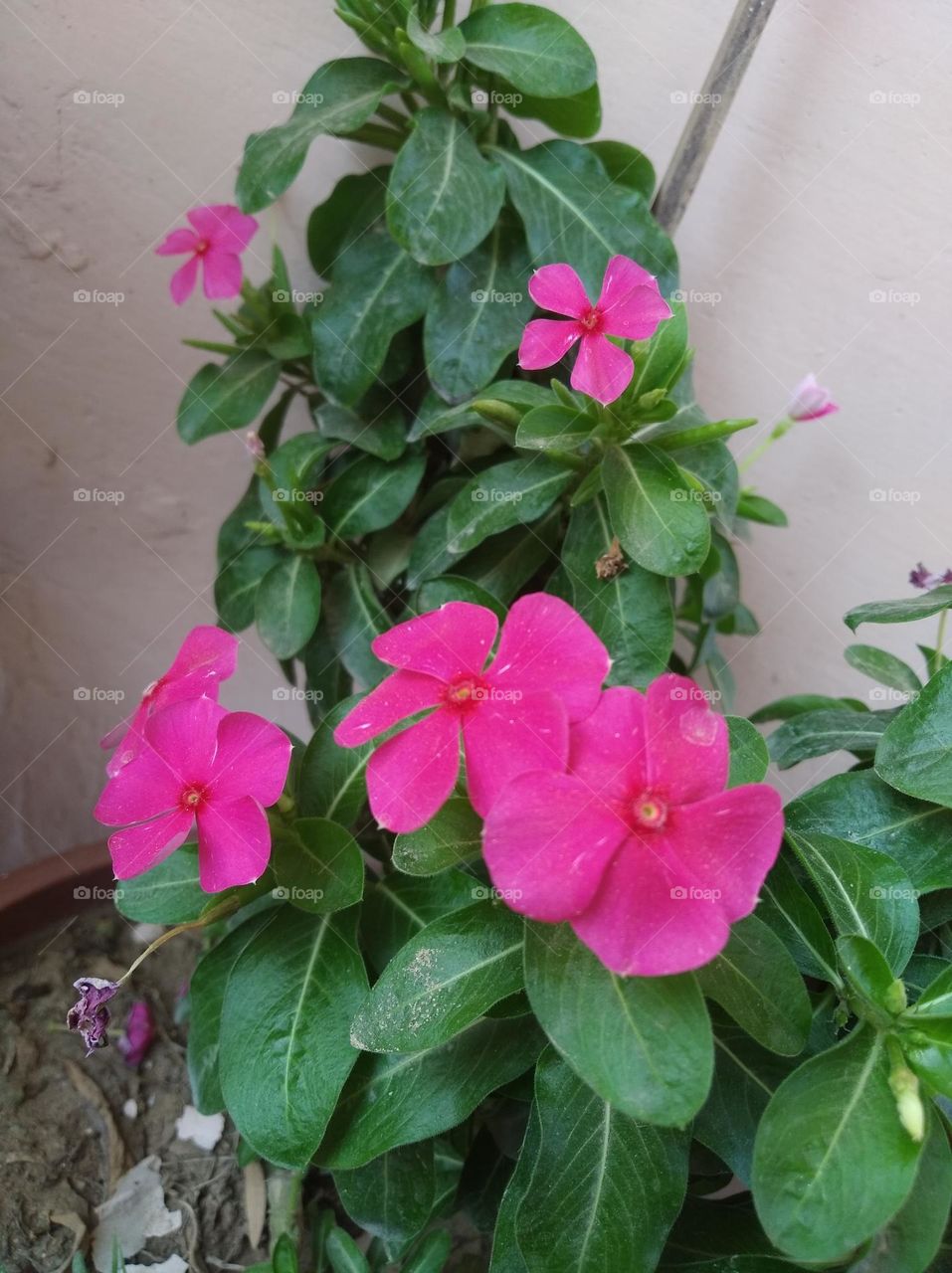 periwinkle pink flower fresh seasonal looking very beautiful generally found everywhere