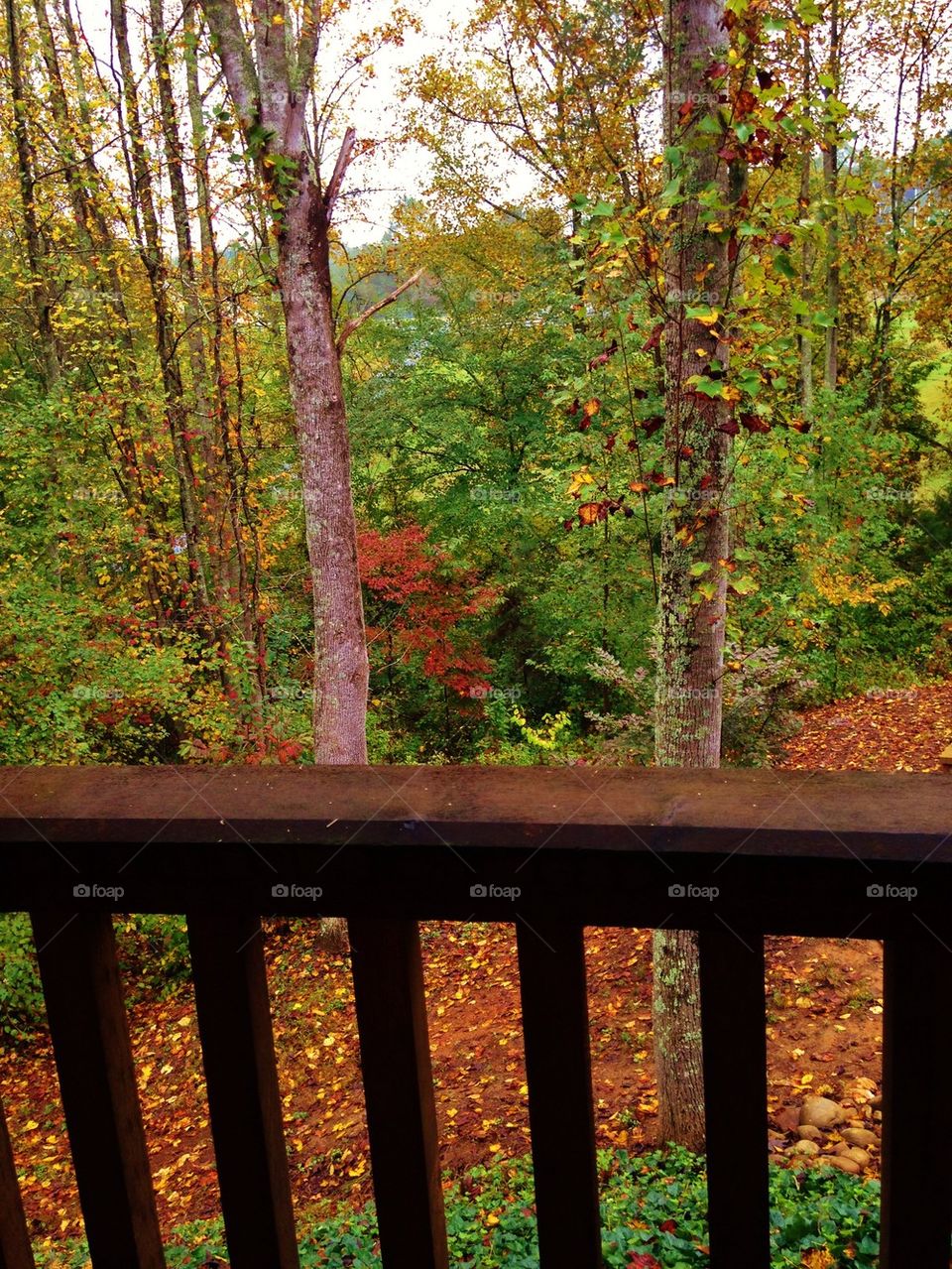 Back porch view of the trees