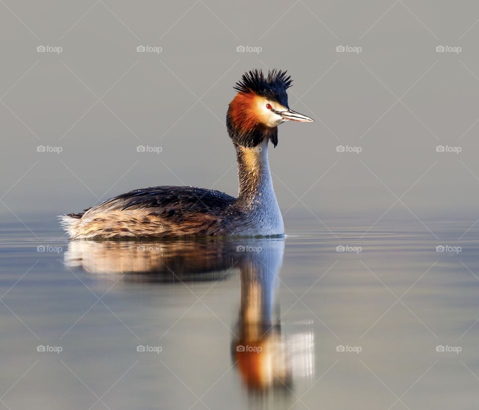 This is great grebe,i toke this picture in shahrekord iran.