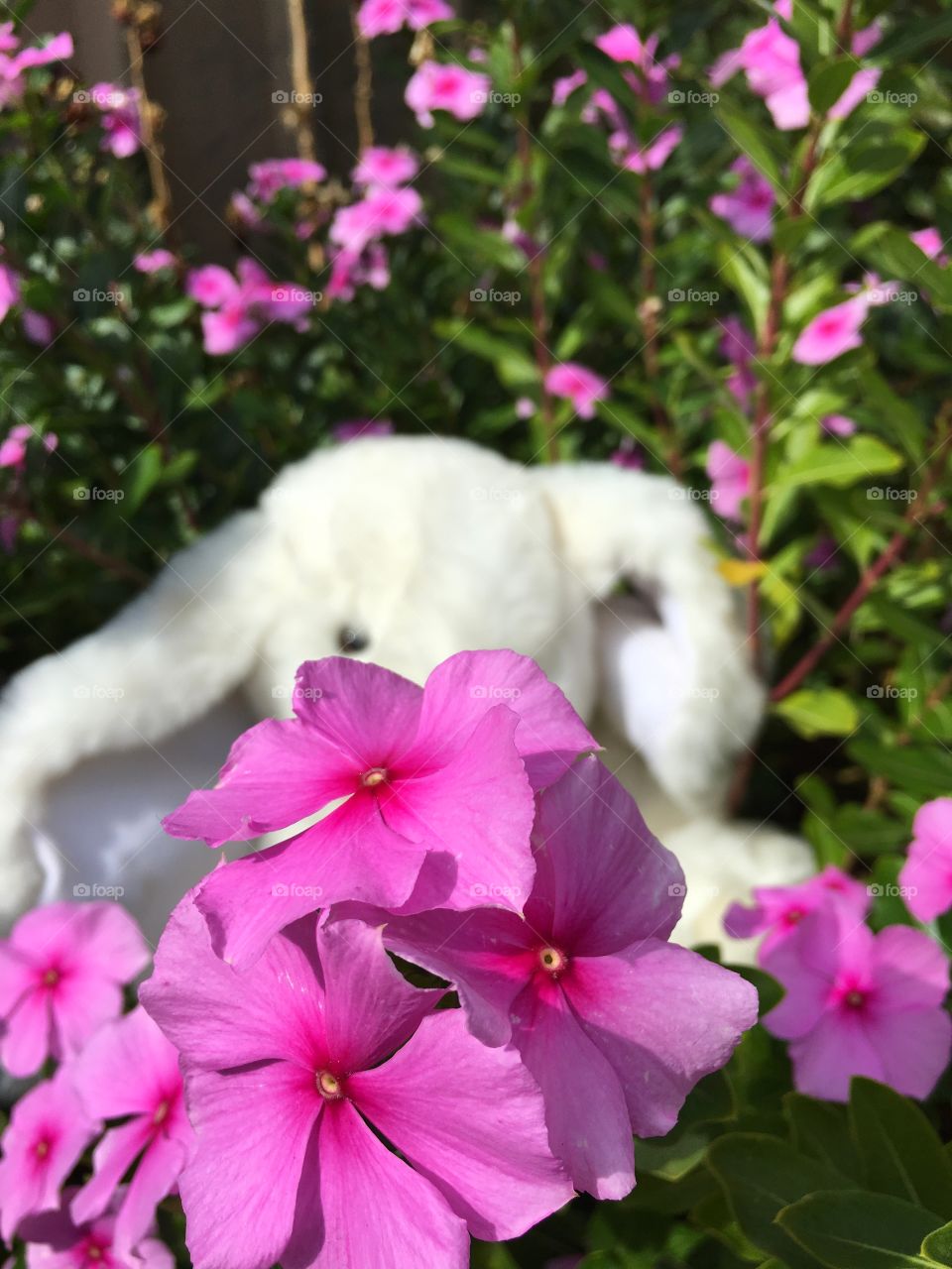 Spring softness in pink (no bunnies were harmed in the process of this photo shoot)