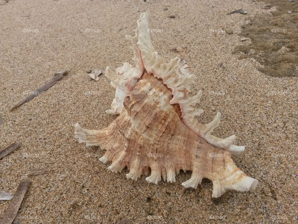 Animal shell at beach