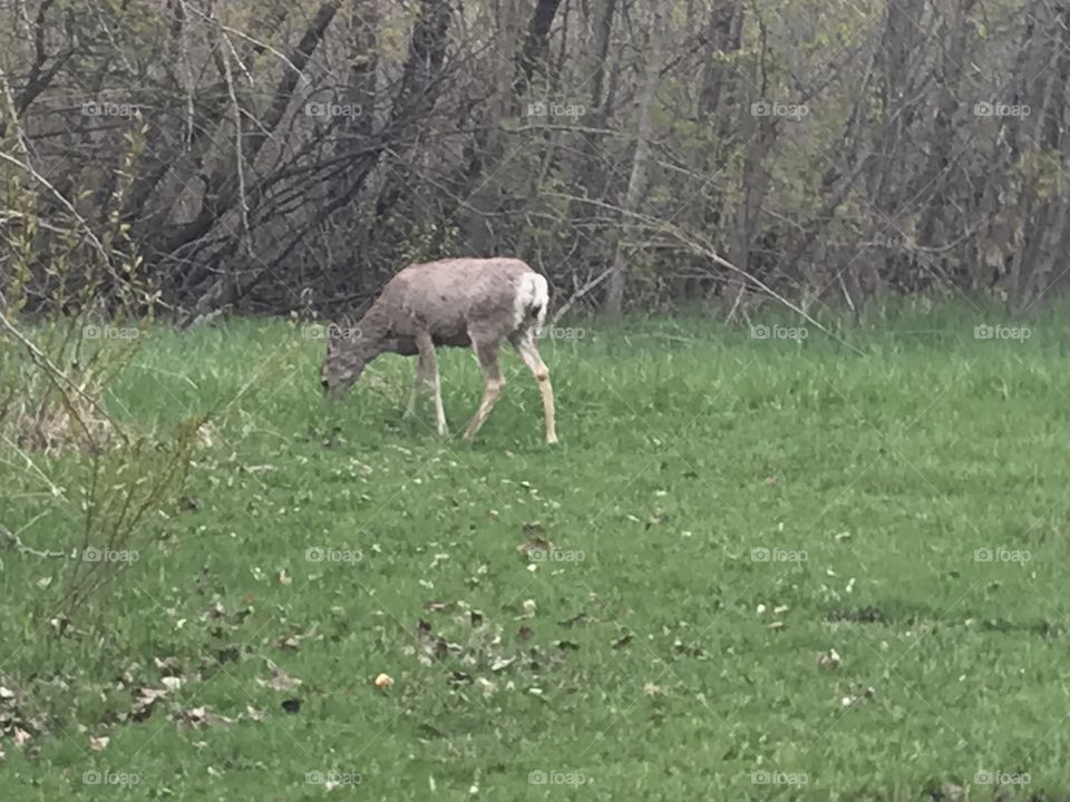 A deer eating grass.