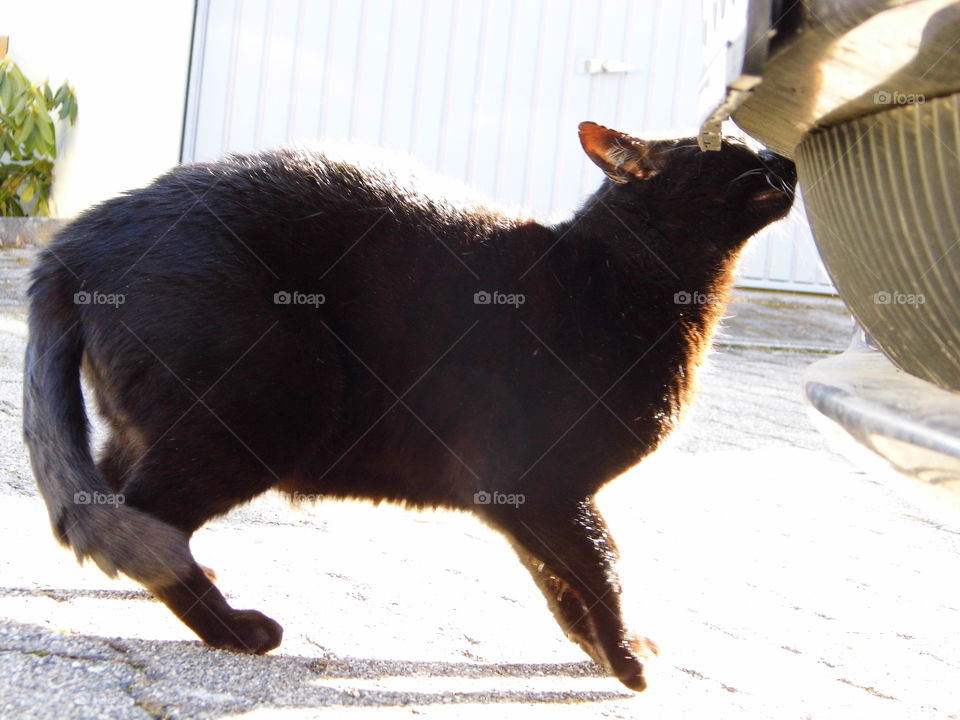 what are the cats doing ?