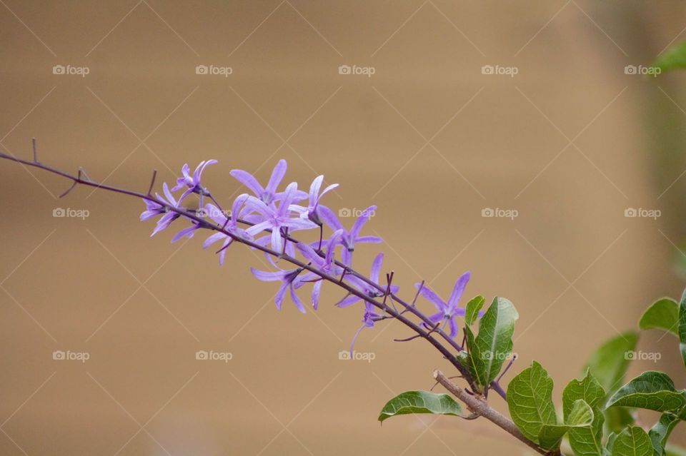 A showy Petrea creeper branch with a spray of purple starlike flowers in bloom. A shrubby plant with large rough sandpaper like leaves.