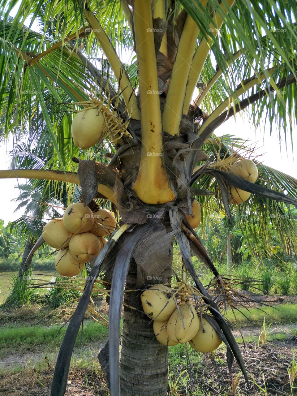 Coconut fruitful and gold color.