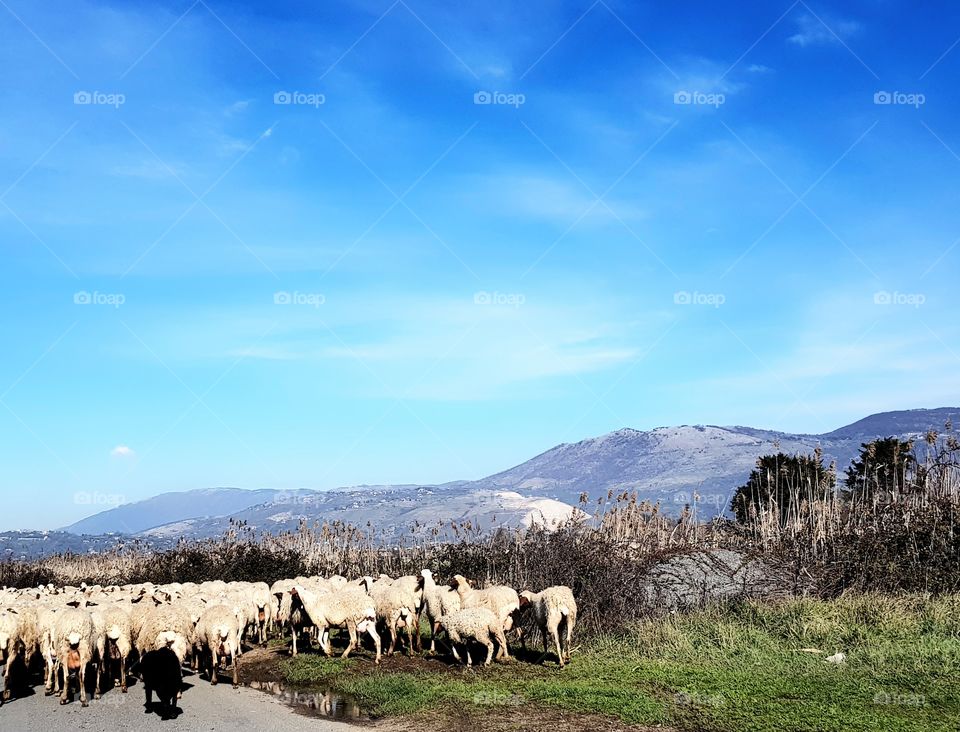 Ciociaria sheeps- italian nat