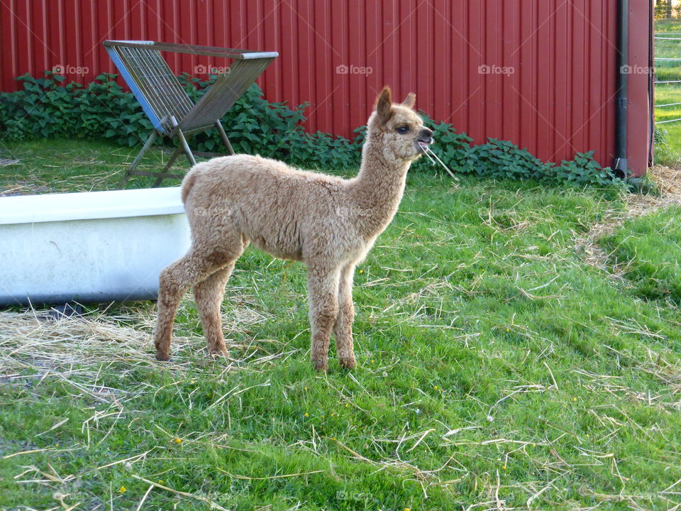 Baby alpaca