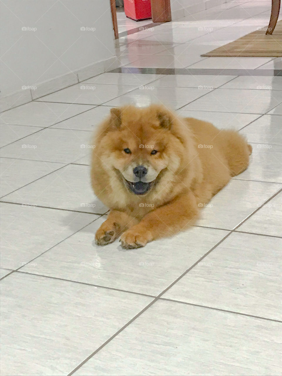 Chow-chow Kiara