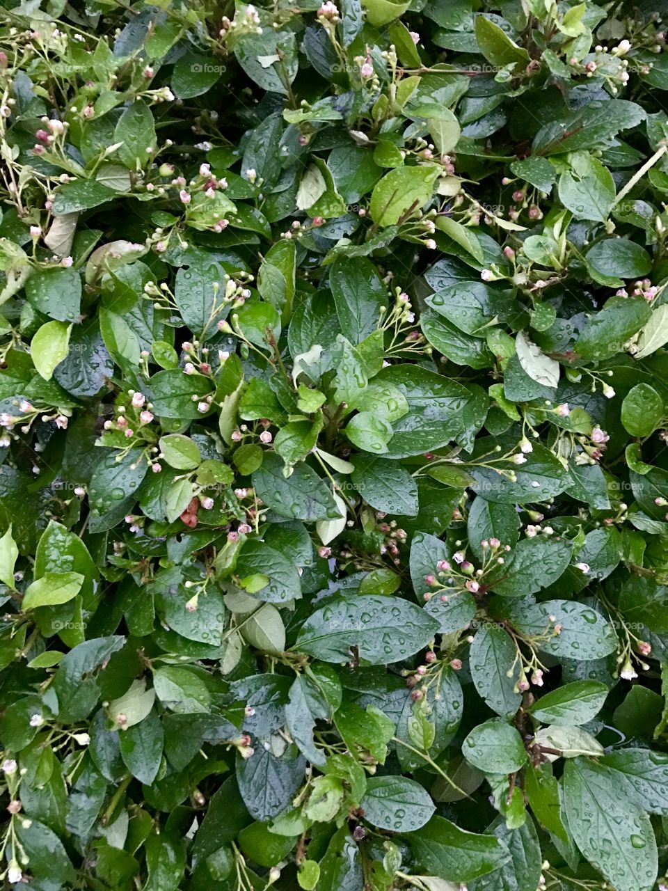 A lot of small leaves after rain pattern 