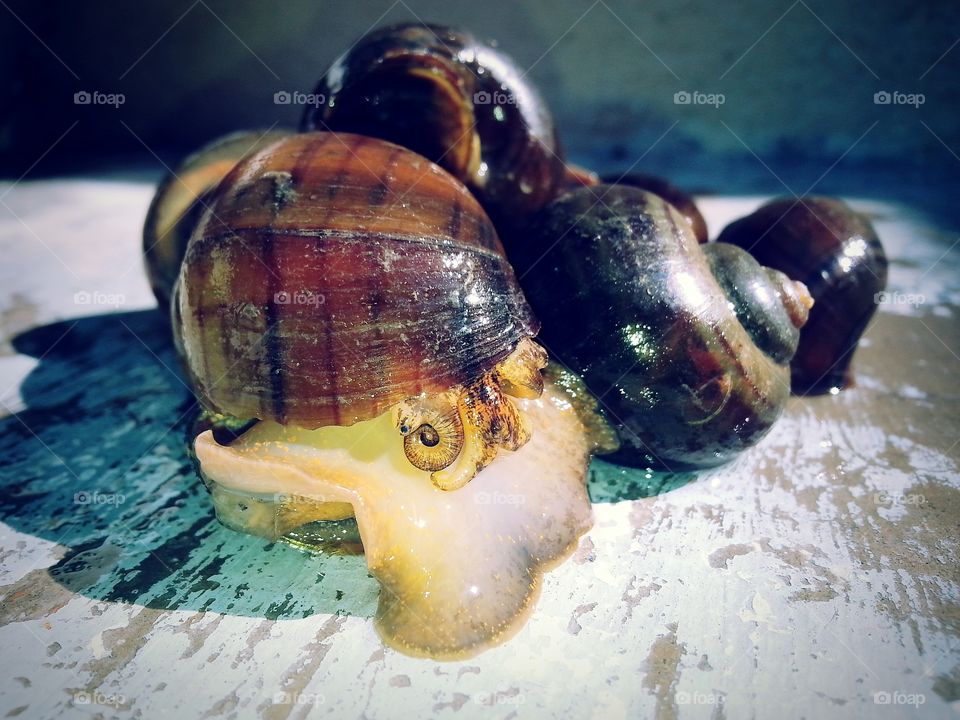 not a shy type snail... Golden apple snail