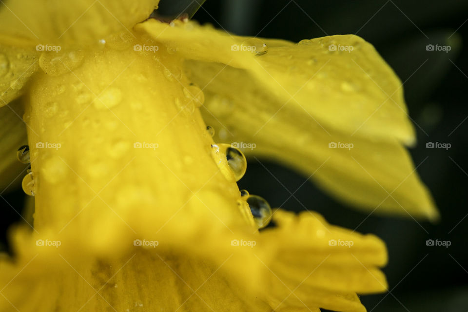 water beads up close on flower