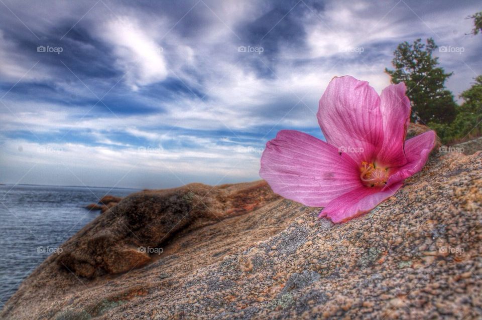 Pink petals