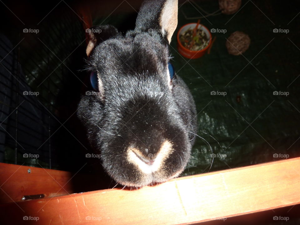 Popping her head up for a nose rub, my gorgeous rabbit, Nibbles.