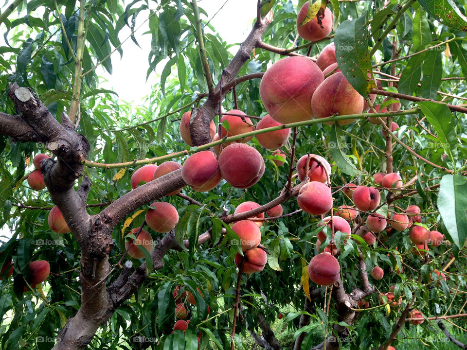tree fresh peach farm by vincentm