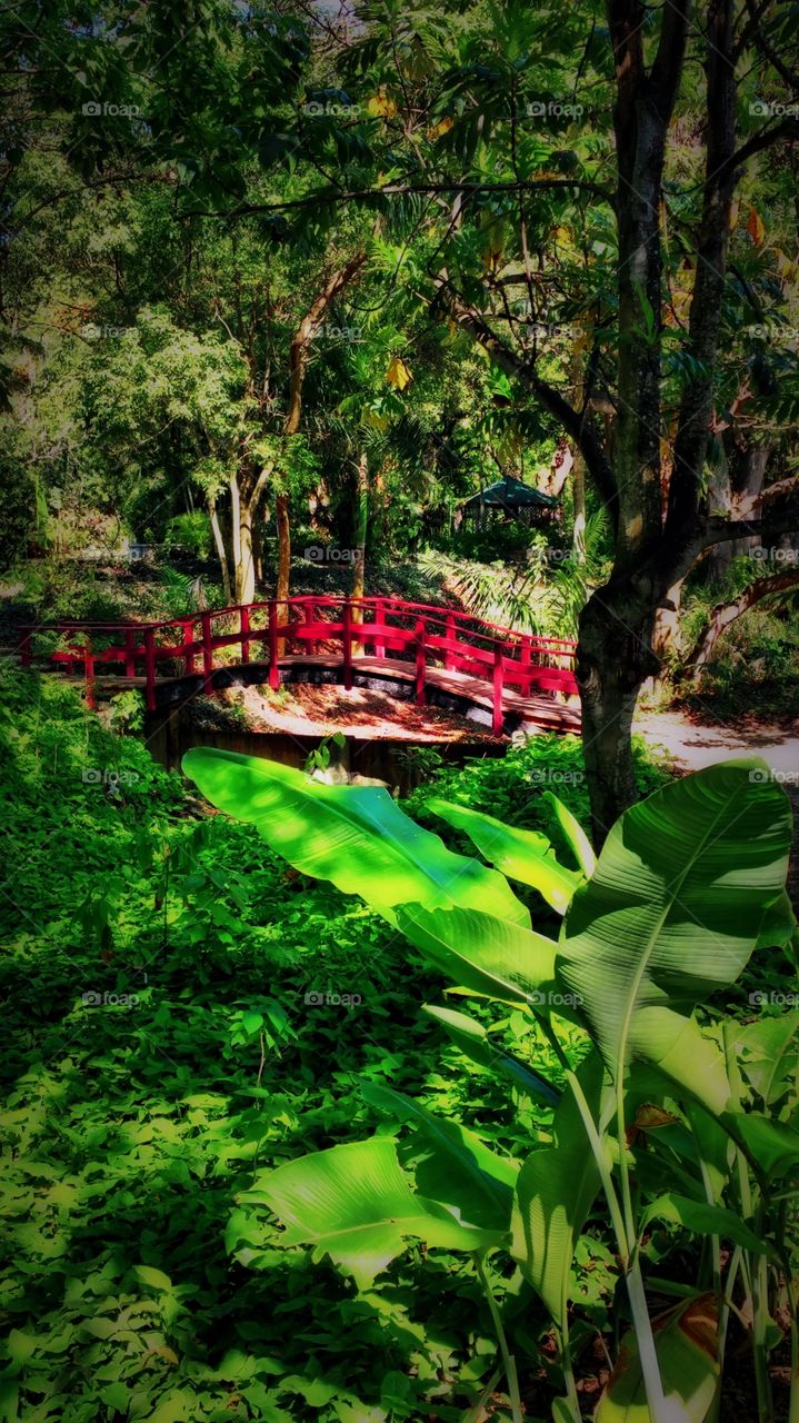 little red. red bridge in St George Amerindian gardens St Croix