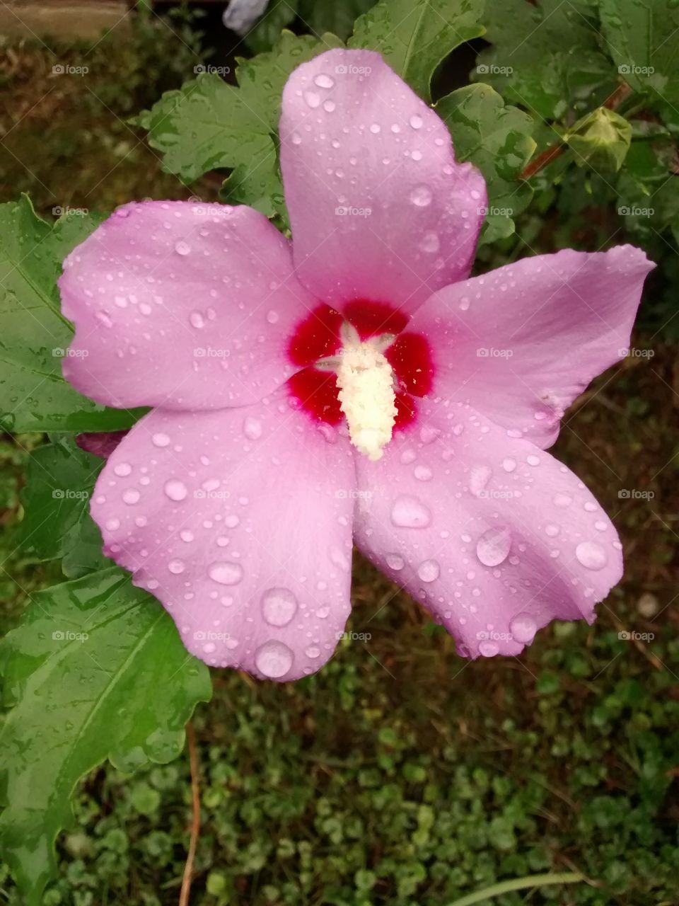 Rose of Sharon with water drops