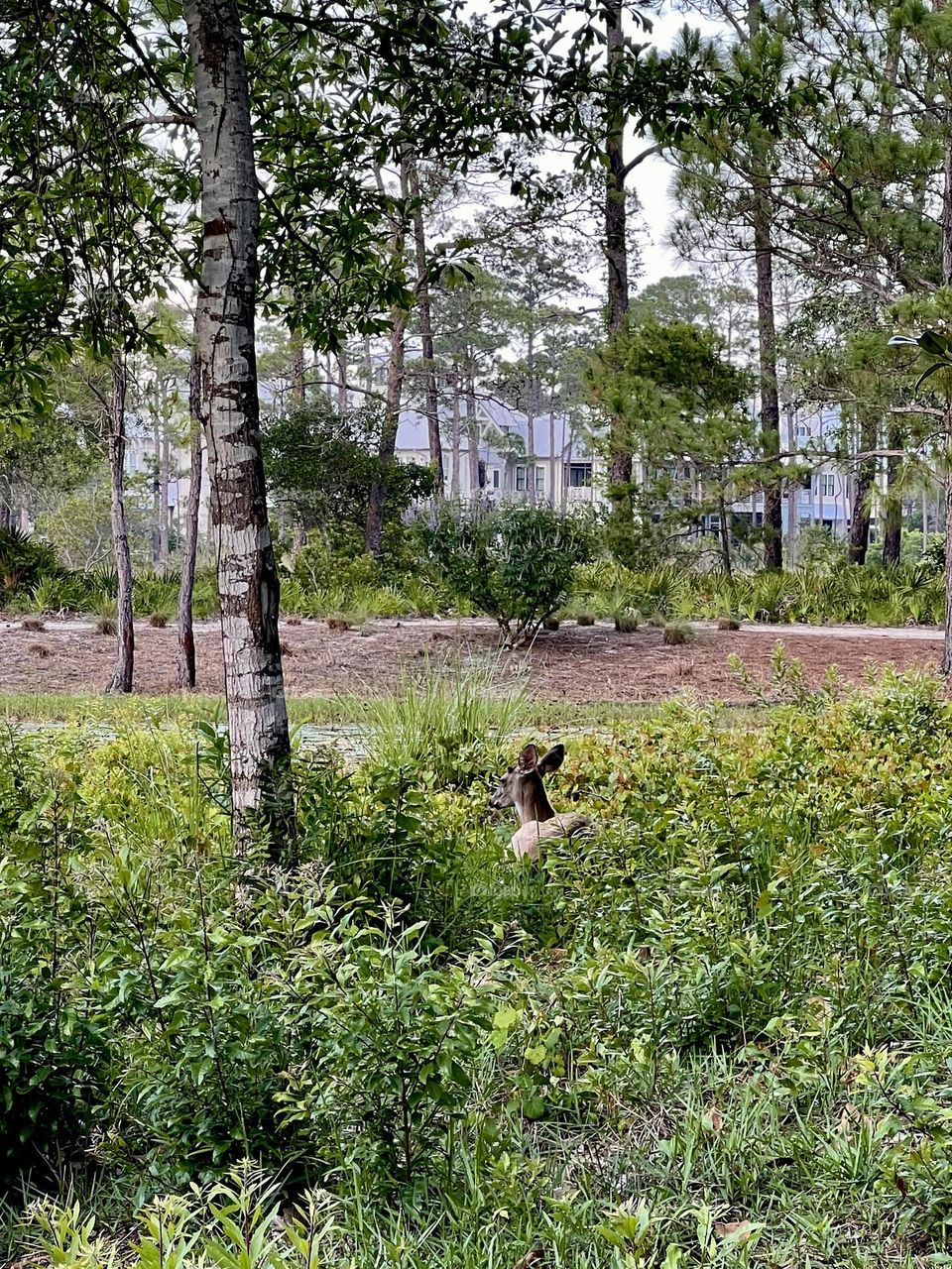 Wild whitetail deer hiding in plain sight within park greenery, while buildings are visible in the background
