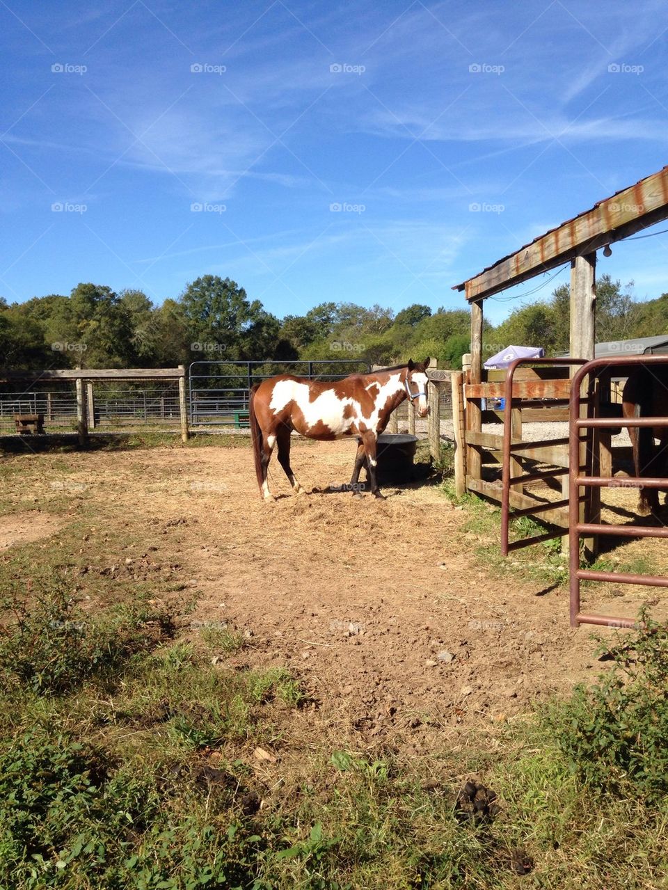 Horse on farm