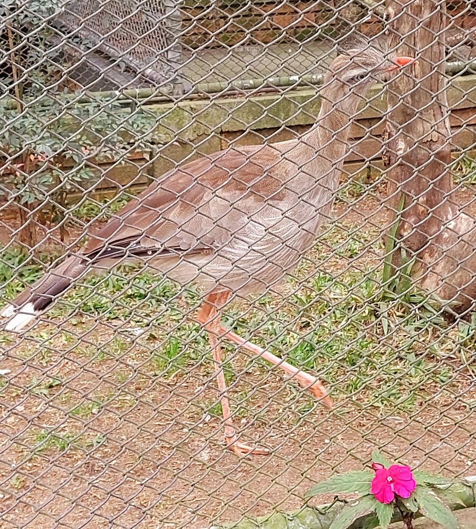 Siriema,  uma ave delicada, com postura elegante.