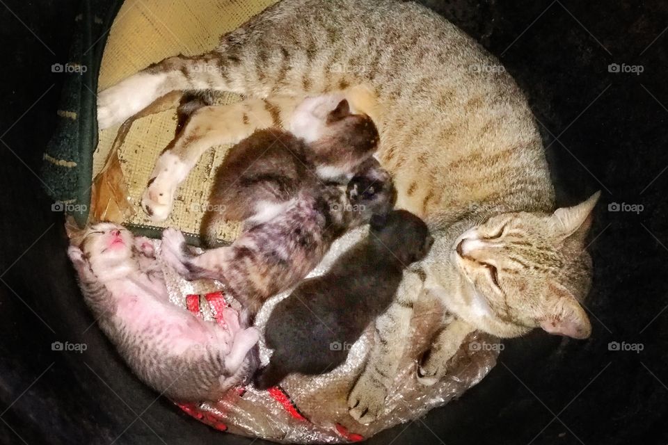 She's feeding her babies :)
