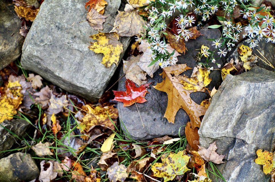 One red Maple Leaf amongst the fallen leaves.