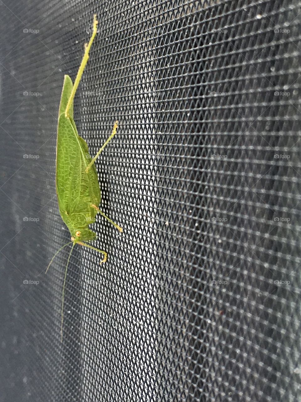 A close up of a large green bug on a screen window 