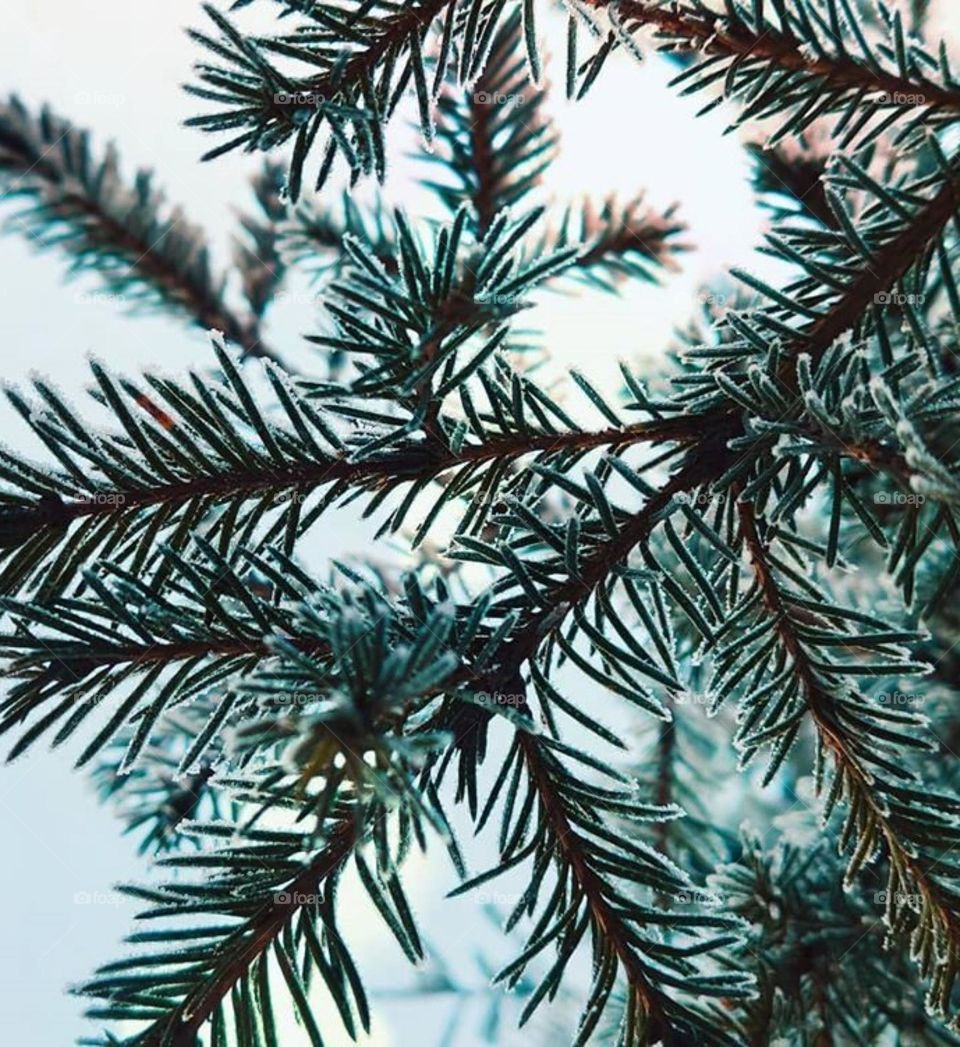 Природа в близи