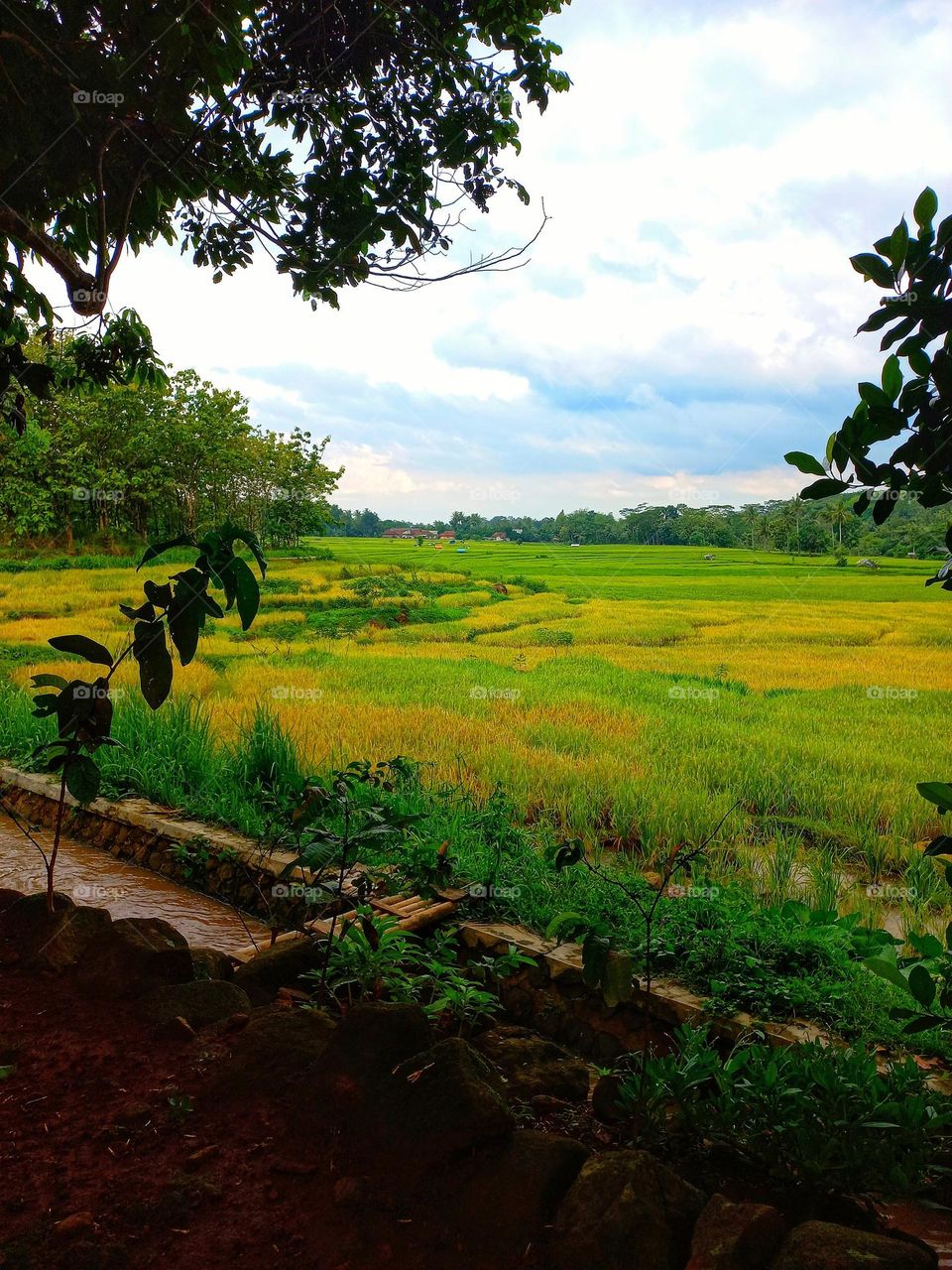 Beautiful evening view in the rice fields
