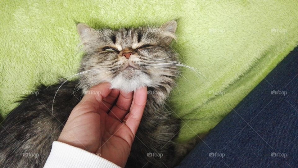 cats like to be petted