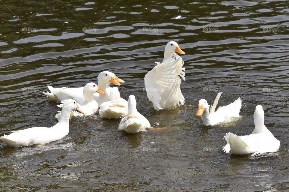 White Ducks