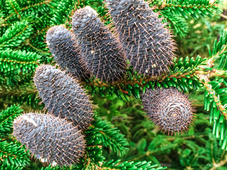 Purple pine cones against green for foliage 