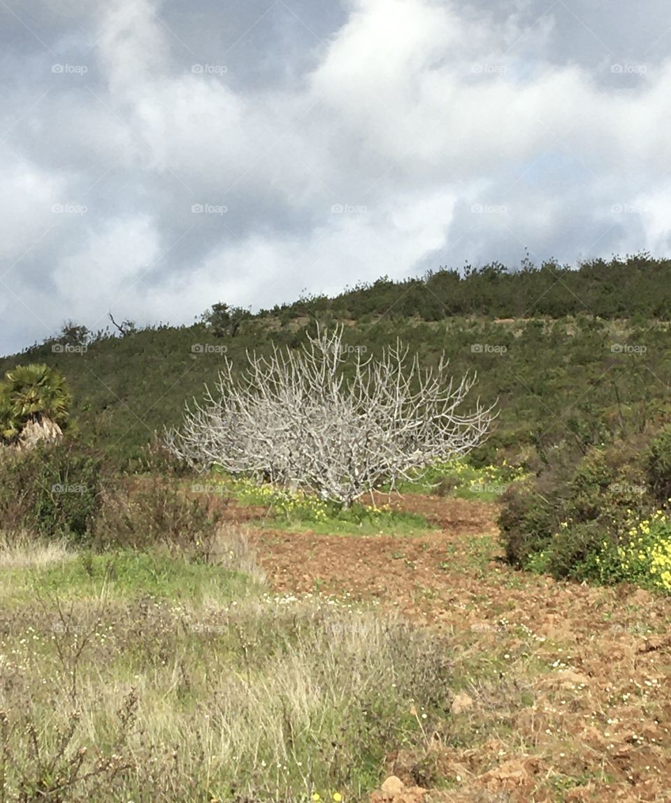 Countryside with fig trees