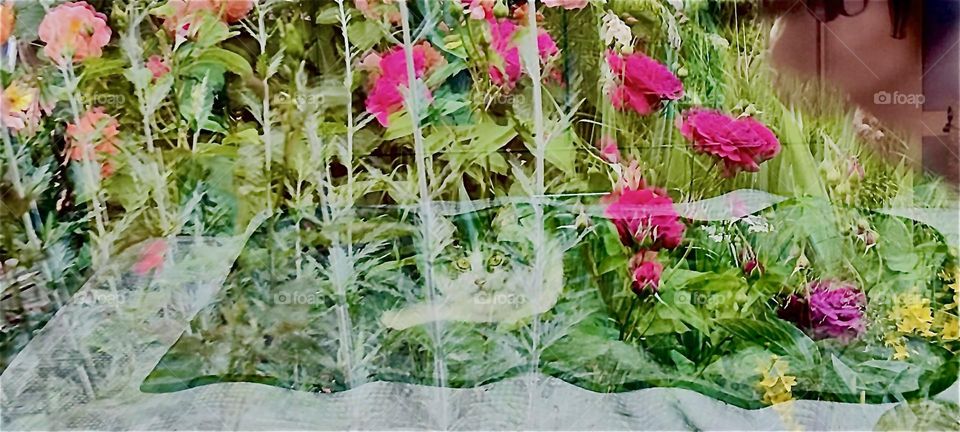 Roses and other flowers strongly reflect from behind the window as a semi transparent overlay. Inside the two sibling cats, „Roukey“ and „Linda“ are laying peacefully on the bed. 2023. Hypnotic Productions🫛