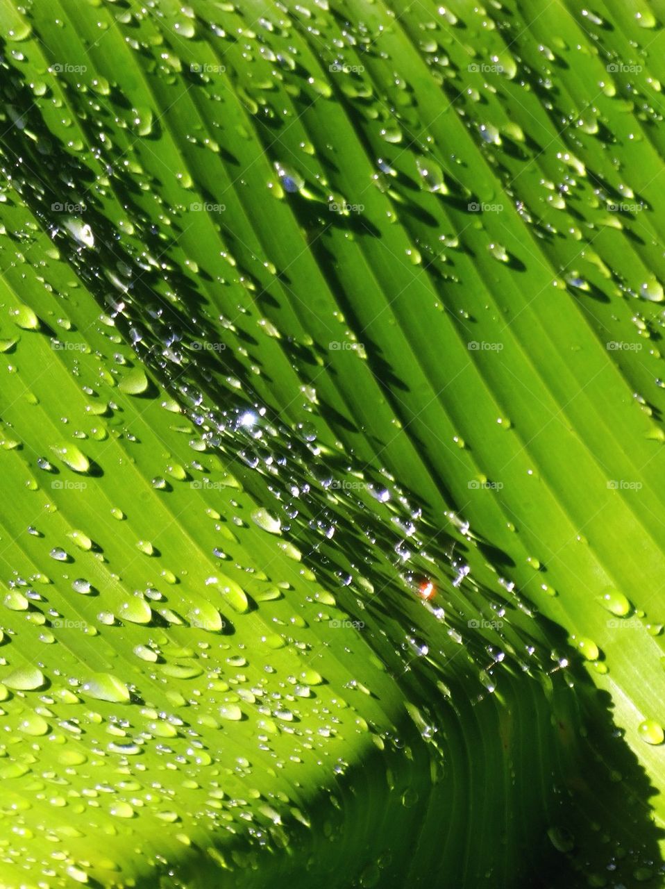 Dew on a banana leaf