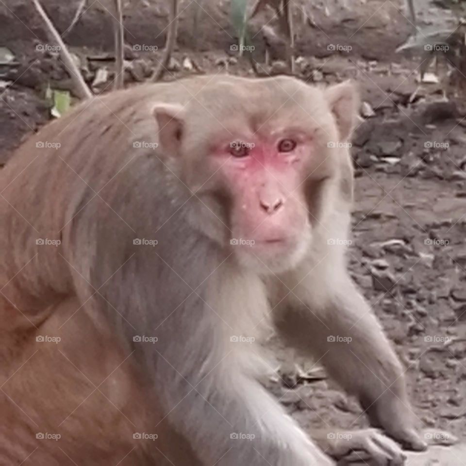 monkey in park