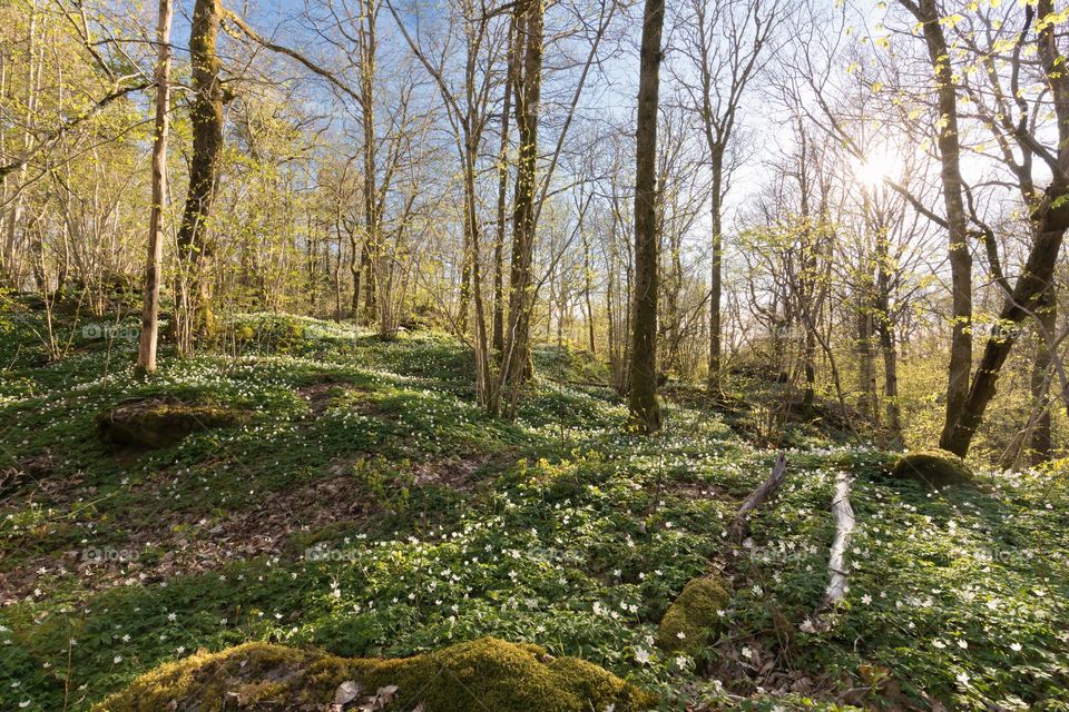 Forest in spring with the ground covered with white blooming anemone flowers in spring on a sunny day 