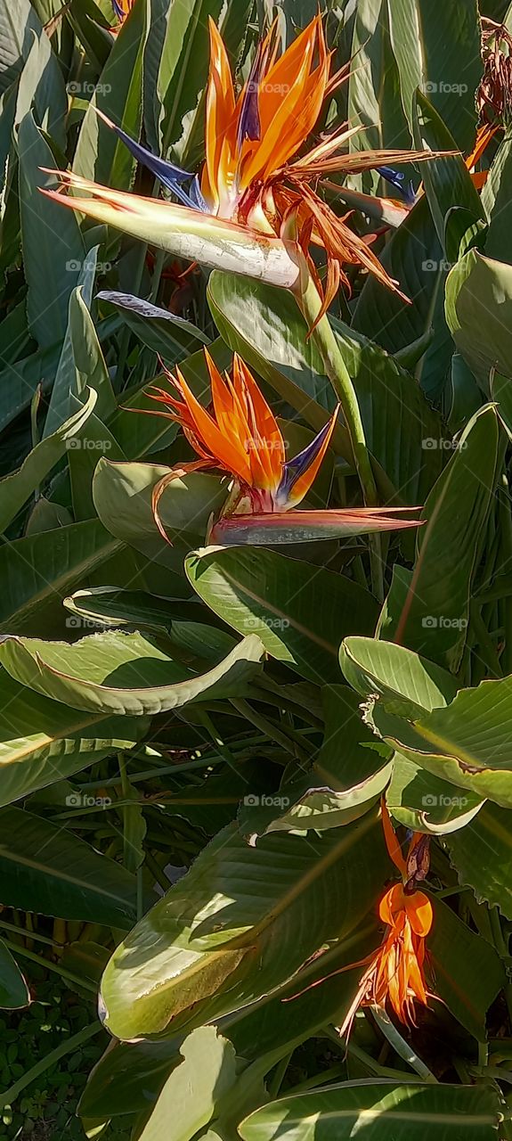 Flor com tupete