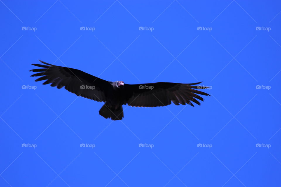 California condor