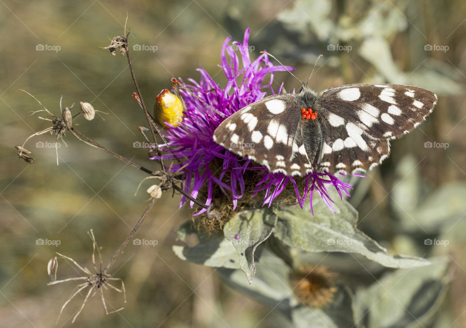 A butterfly on flower, close up