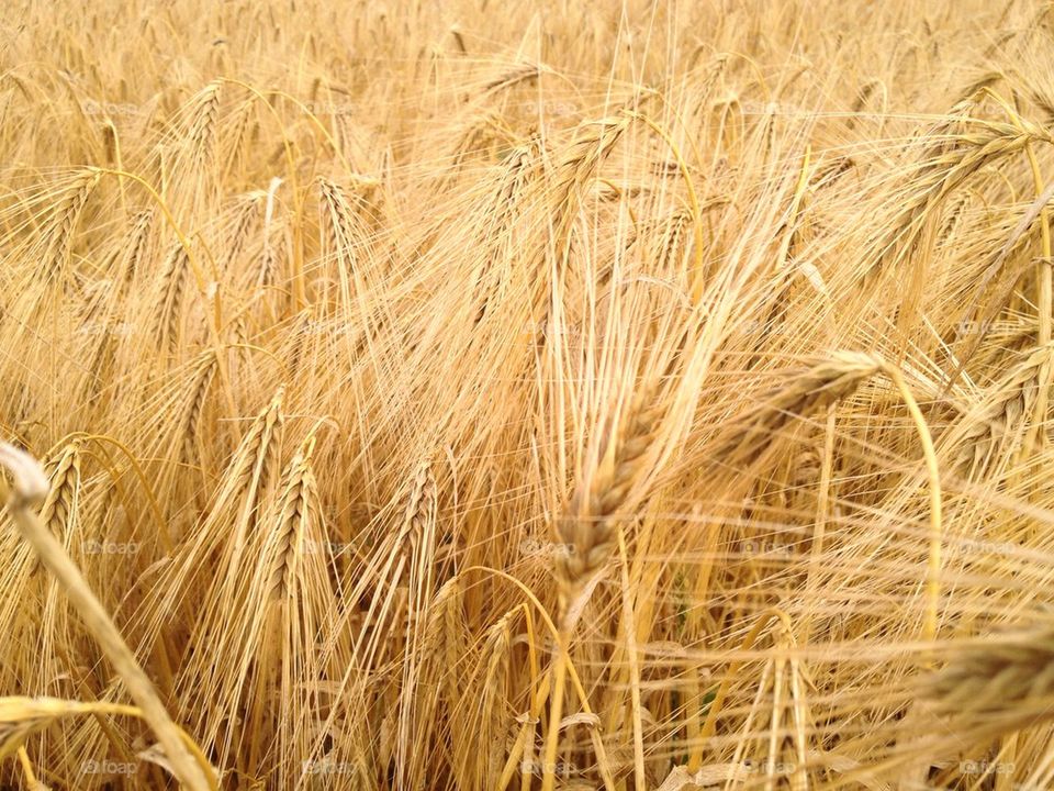 Golden wheat field in farm