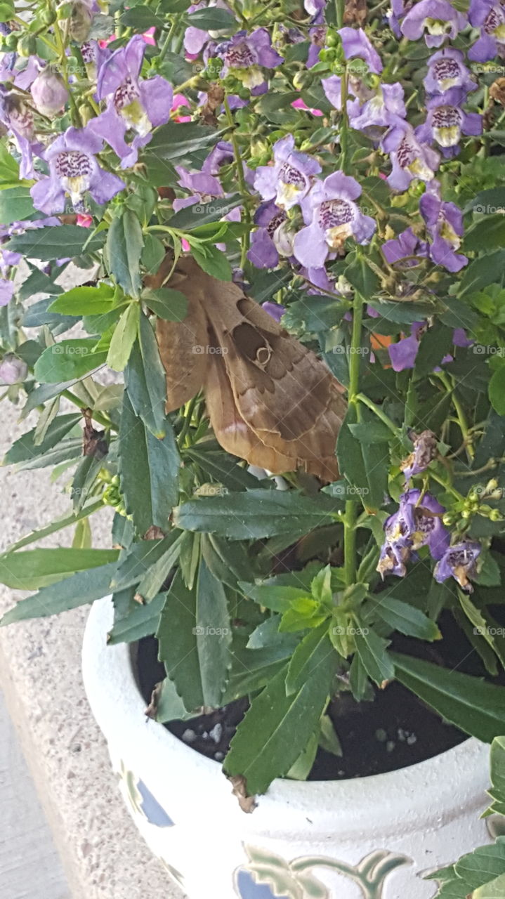 A Giant Moth