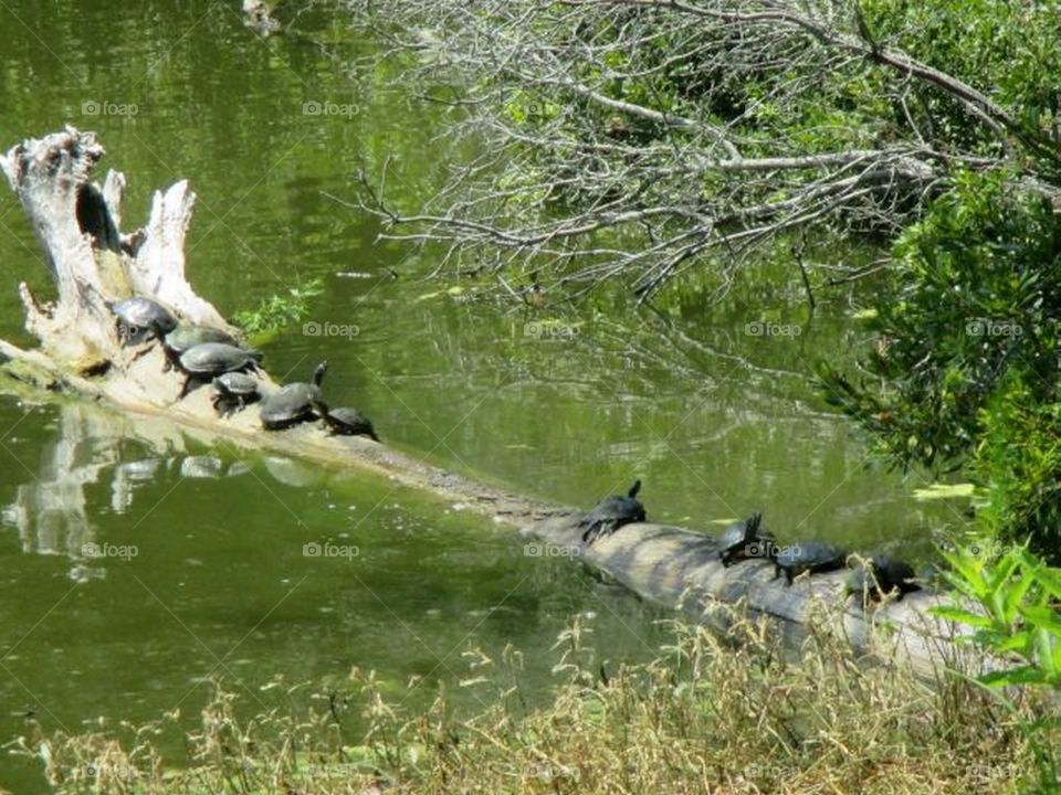 turtles on a log